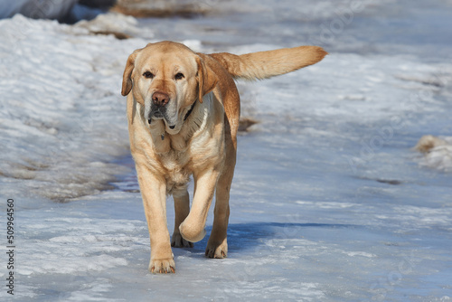 golden retriever runs on ice on a sunny winter day