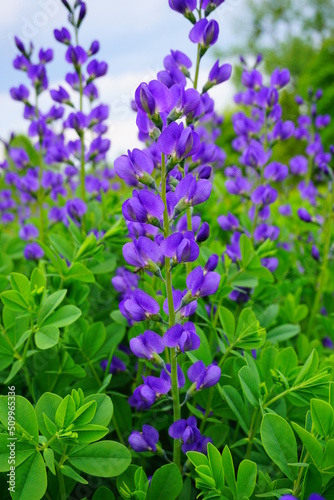 Baptisia australis commonly known as blue wild indigo or blue false indigo