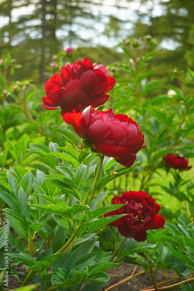 Flowering peonies (Paeonia) - in the garden. Beautiful blooming peonies  - beautiful green areas of the city