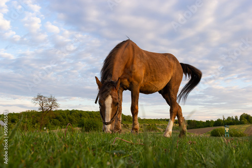 Closeup Side view of Beautiful brown horse eating grass and hay in meadow and green field in summertime alone