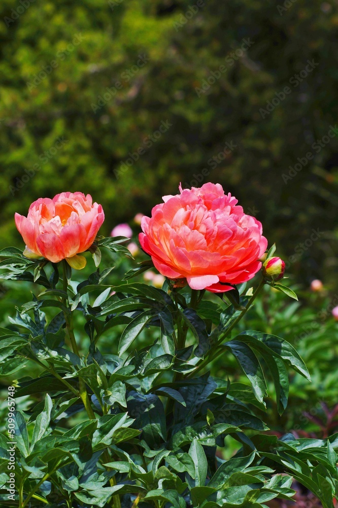 Flowering peonies (Paeonia) - in the garden. Beautiful blooming peonies - beautiful green areas of the city Flowering peonies (Paeonia) - in the garden. Beautiful blooming peonies - beautiful green areas of the city