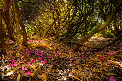 Rhododendron Forest