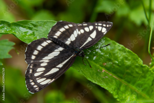 Pallas sailer or common glider butterfly, Neptis sappho, guarding its territory photo