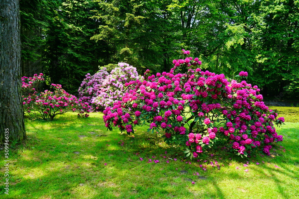 Obraz premium Azalea , blooming rhododendron , - beautiful flowering decorative shrubs