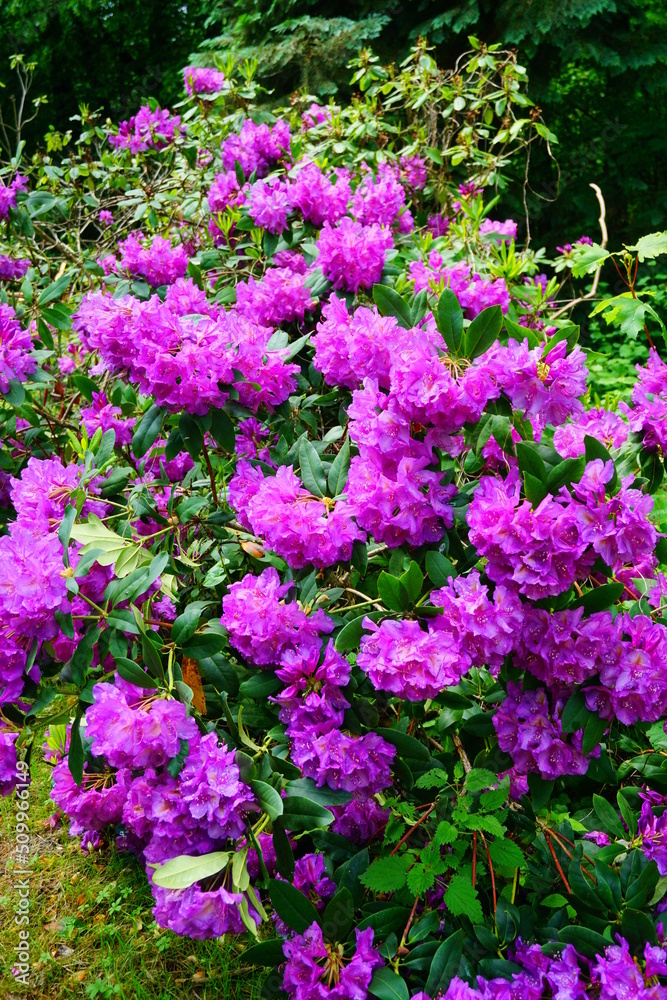Azalea , blooming rhododendron , - beautiful flowering decorative shrubs Azalea , blooming rhododendron , - beautiful flowering decorative shrubs