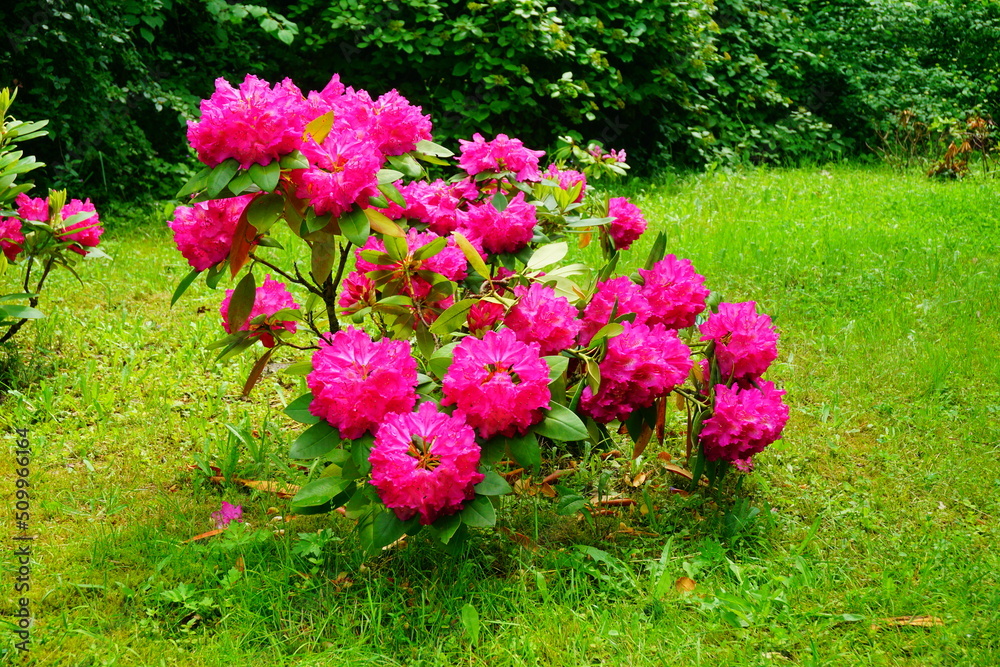 Azalea , blooming rhododendron ,  - beautiful flowering decorative shrubs