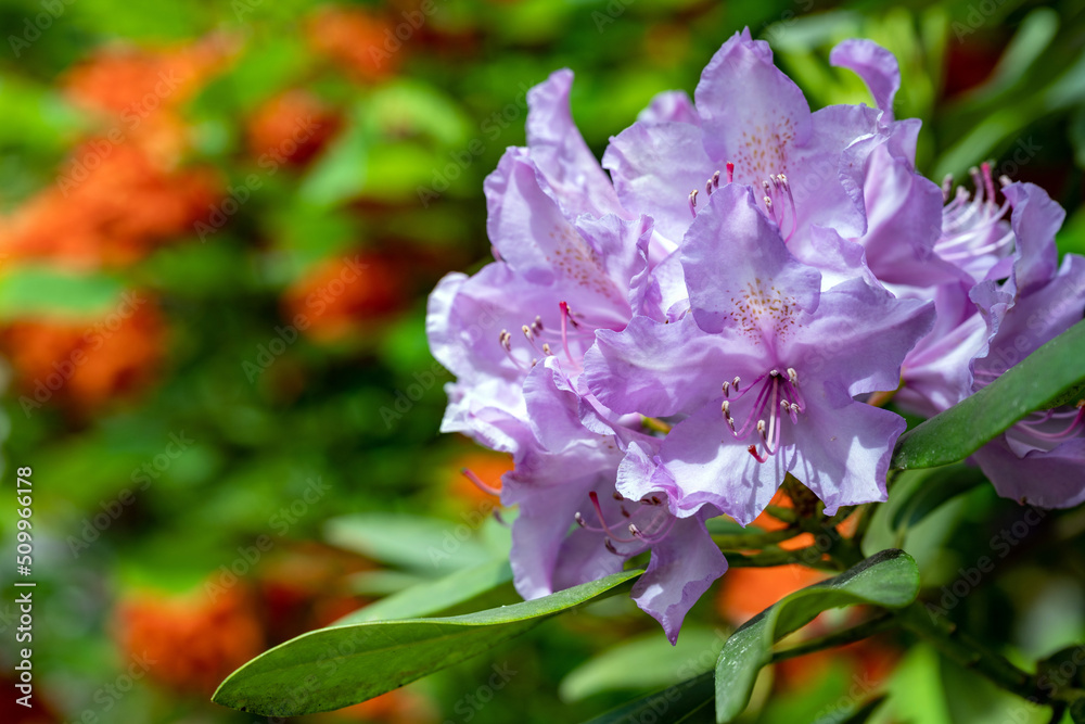 Obraz premium Rhododendron in Leuzigen