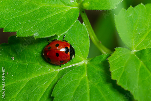 Ladybug with seven spots, Coccinella septempunctata, Coleoptera Coccinellidae on a green leaf in the forest close up