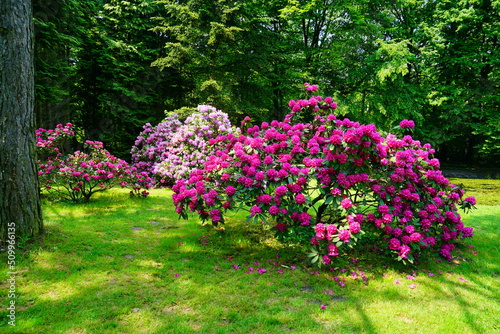 Azalea , blooming rhododendron ,  - beautiful flowering decorative shrubs