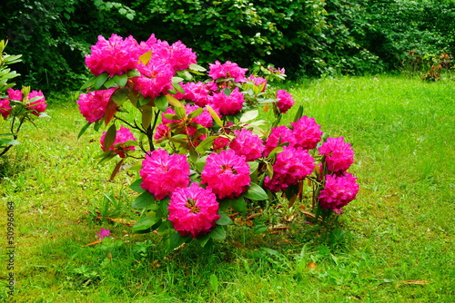 Azalea , blooming rhododendron , - beautiful flowering decorative shrubs