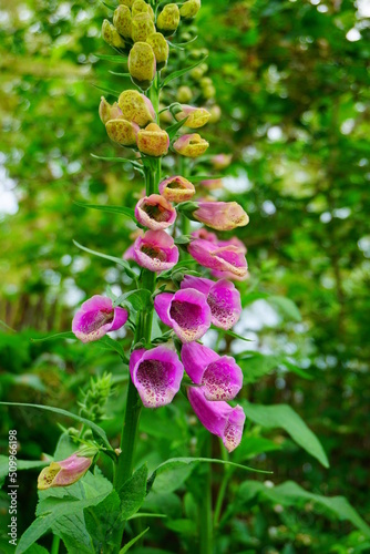 foxglove flowers -  digitalis purpurea ( common foxglove, purple foxglove or lady's glove