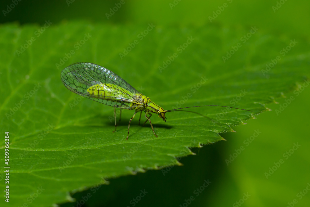 Green Lacewing, Chrysopa perla, hunting for aphids. It is an insect in the Chrysopidae family. The larvae are active predators and feed on aphids and other small insects Green Lacewing, Chrysopa perla, hunting for aphids. It is an insect in the Chrysopidae family. The larvae are active predators and feed on aphids and other small insects