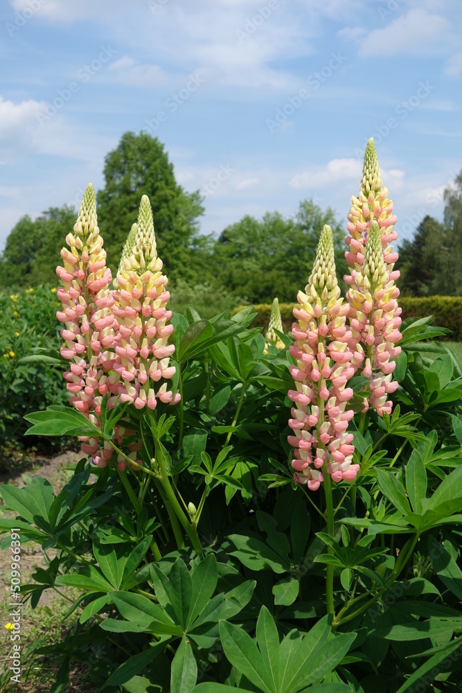 Blooming Lupine flowers - Lupinus polyphyllus - garden or fodder plant Blooming Lupine flowers - Lupinus polyphyllus - garden or fodder plant