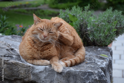 Katze, schlafend, wach, kratzend photo