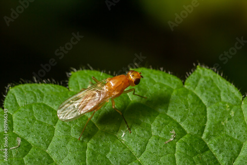 Ptecticus trivittatus - soldier fly is a family of Stratiomyidae
