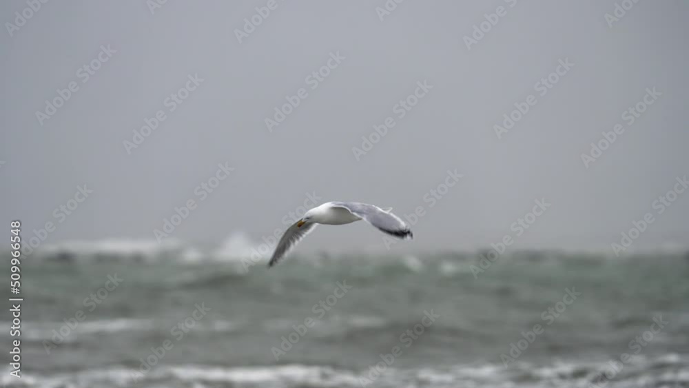Seagull bird struggling to fly against heavy wind, stormy sea in background Seagull bird struggling to fly against heavy wind, stormy sea in background