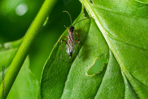Obraz na plátně Dusona is a genus of parasitoid wasps belonging to the family Ichneumonidae
