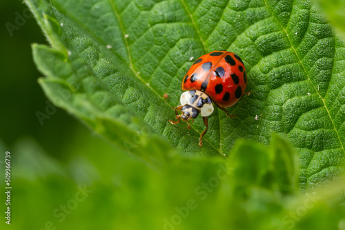 Ladybug with seven spots, Coccinella septempunctata, Coleoptera Coccinellidae on a green leaf in the forest close up © Oleh Marchak