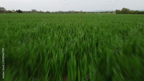 Flying through a grass field photo