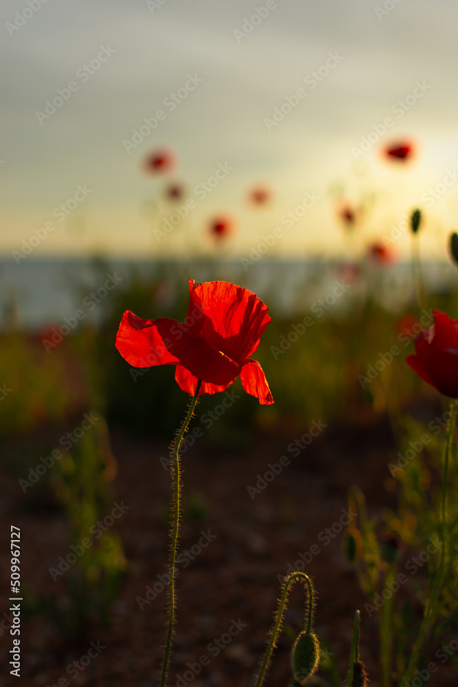 Obraz premium Poppies field sunset. Bright scarlet flowers in the orange sunset light. Warm atmospheric summer landscape. Natural background for design, wallpaper, paintings. Wild wildflowers in the setting sun