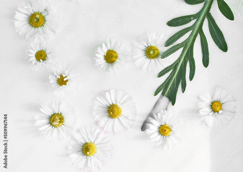 Chamomile in milk water. Herbal treatment and baths. Care and nurturing. Soothing, anti-inflammatory. Abstract background Chamomile in milk water. Herbal treatment and baths. Care and nurturing. Soothing, anti-inflammatory. Abstract background