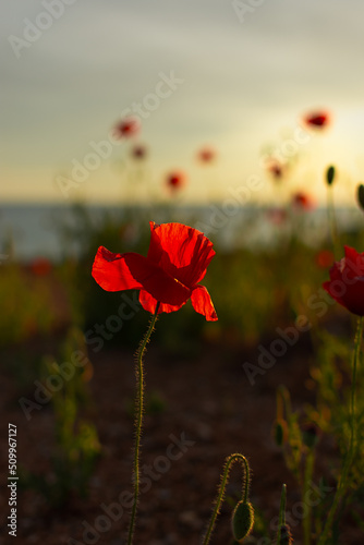 Poppies field sunset. Bright scarlet flowers in the orange sunset light. Warm atmospheric summer landscape. Natural background for design  wallpaper  paintings. Wild wildflowers in the setting sun