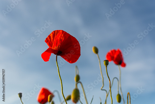Poppies red flowers blue sky  bright sunny summer landscape. A poppy field on a clear spring day. Colorful natural background for wallpapers  postcards  websites. Juicy flowers stretch up. Copy space