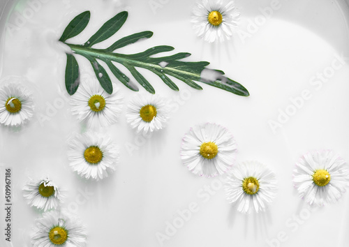 Chamomile in milk water. Herbal treatment and baths. Care and nurturing. Soothing  anti-inflammatory. Abstract background