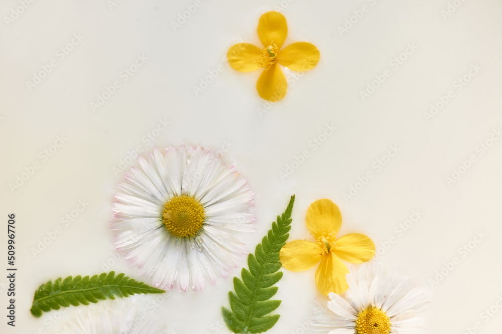 Fototapeta premium Chamomile in milk water. Herbal treatment and baths. Care and nurturing. Soothing, anti-inflammatory. Abstract background