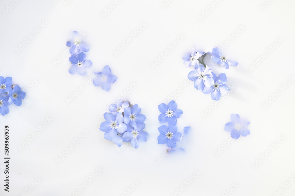 Delicate blue flowers in milk. Tenderness and weightlessness. Personal care products. Body milk, bath foam. The background image