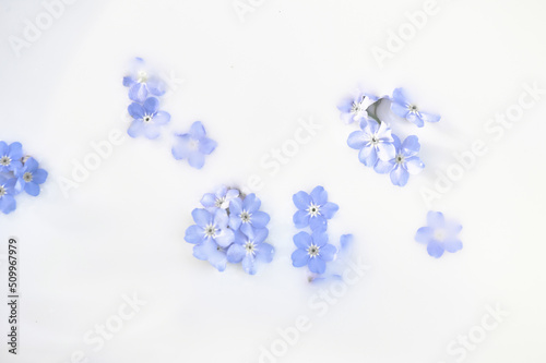 Delicate blue flowers in milk. Tenderness and weightlessness. Personal care products. Body milk  bath foam. The background image