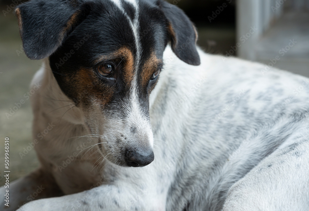 animal, dog's face close up