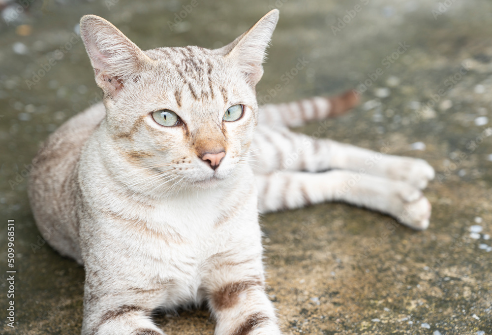 cat lying on soft focus background, close up cat lying on soft focus background, close up