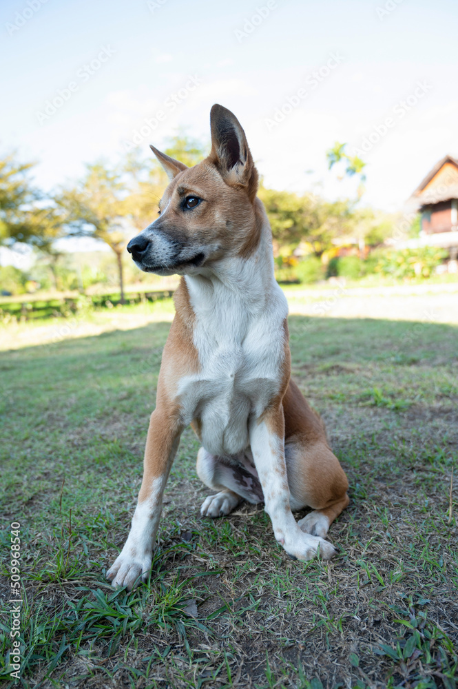 white brown dog standing on pet background white brown dog standing on pet background