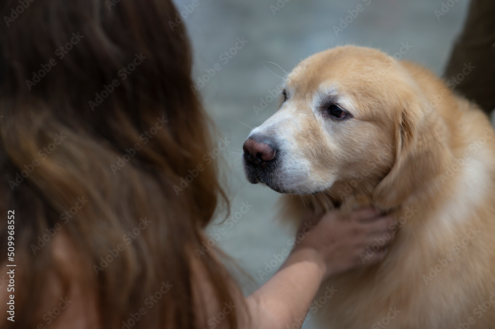 animal, girl stroking the dog's neck