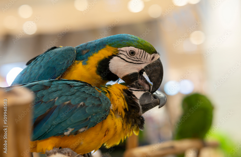 Animal, macaw parrot on a log Stock Picture