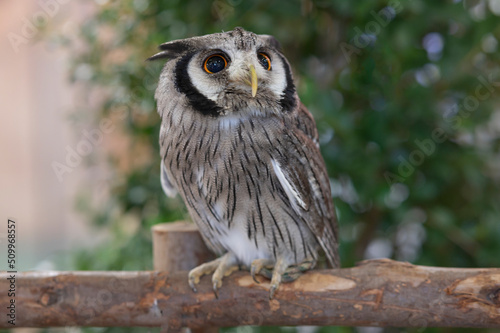 Close-up of a white-faced owl standing on a log. photo