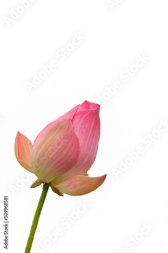 one pink lotus on a white background