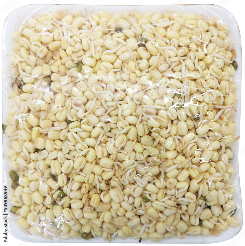 Bean sprouts tauge pendek design Fresh foods vegetarian agriculture organic healthy Bean sprouts tauge pendek design Fresh foods vegetarian agriculture organic healthy