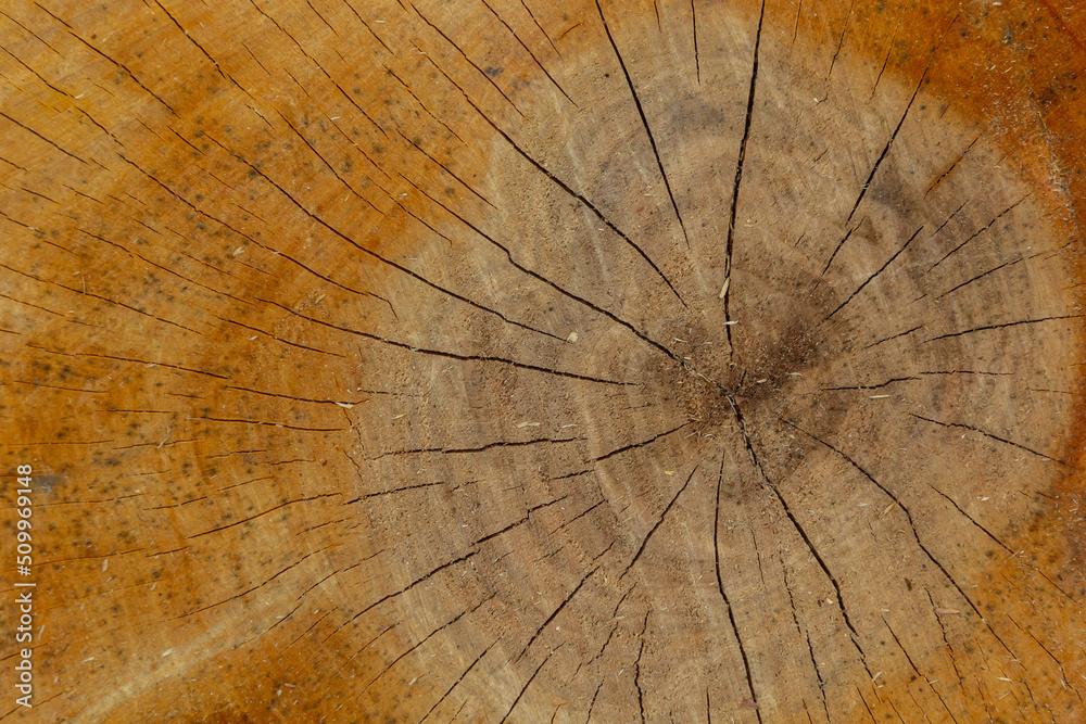 Woodiness growth ring, closeup of photo. wooden planks background. bark wood