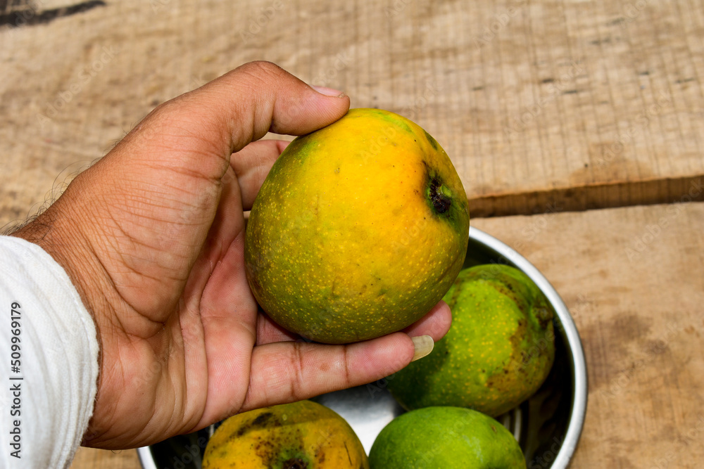 Fresh mango in the hand  background of a wooden table