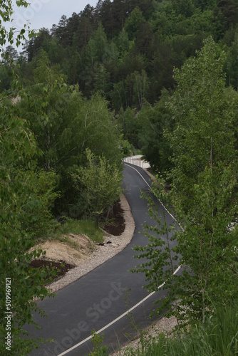 asphalt road between green trees
