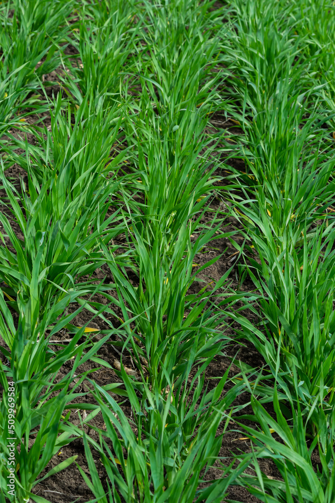 Young wheat seedlings growing in a soil. Agriculture and agronomy theme. Organic food produce on field. Natural background Young wheat seedlings growing in a soil. Agriculture and agronomy theme. Organic food produce on field. Natural background
