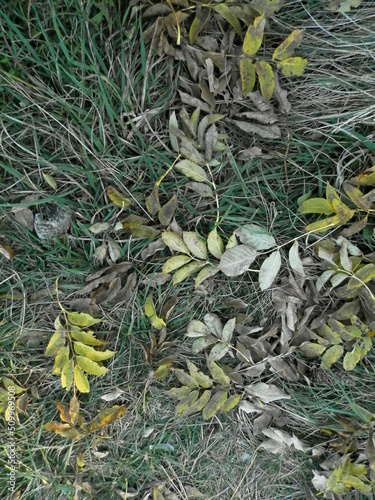 Leaves grass