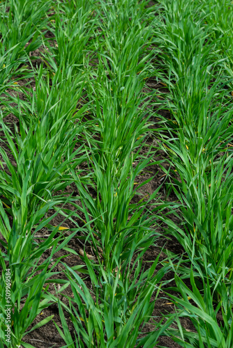 Young wheat seedlings growing in a soil. Agriculture and agronomy theme. Organic food produce on field. Natural background