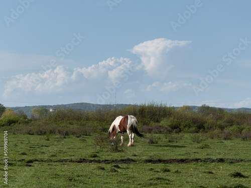Horse graze in pasture against cumulonimbus cloud, single horse in field