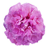 Purple  rose flower  isolated  on white  background with clipping path. Closeup. For design. Nature.