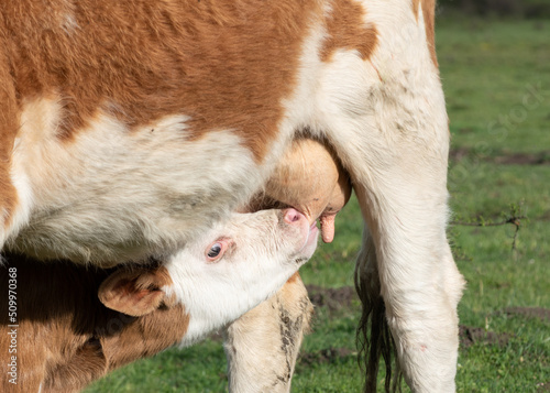 Calf drink milk from udder close up, cow suckle calf