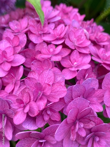 Series of close up Hydrangea of the summer    Ajisai    in Tokyo Japan  year 2022 June 10th