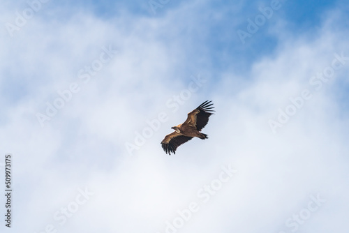 Bottom view of vulture gliding under the clouds